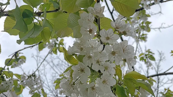 Arrival Spring Awakening Nature Spectacular Views Nature Spring Season —  Fotos de Stock