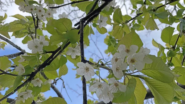 Arrival Spring Awakening Nature Spectacular Views Nature Spring Season — ストック写真