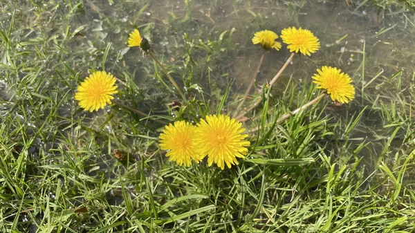 Arrival Spring Awakening Nature Spectacular Views Nature Spring Season — Zdjęcie stockowe