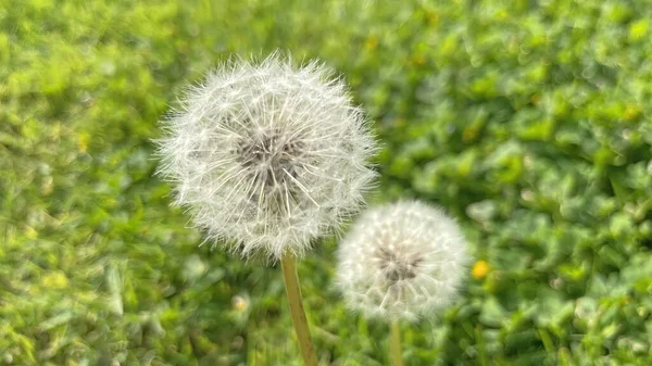 Llegada Primavera Despertar Naturaleza Vistas Espectaculares Desde Naturaleza Temporada Primavera — Foto de Stock