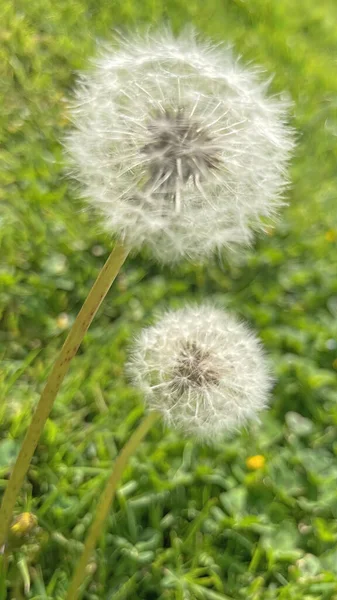 Arrival Spring Awakening Nature Spectacular Views Nature Spring Season — ストック写真