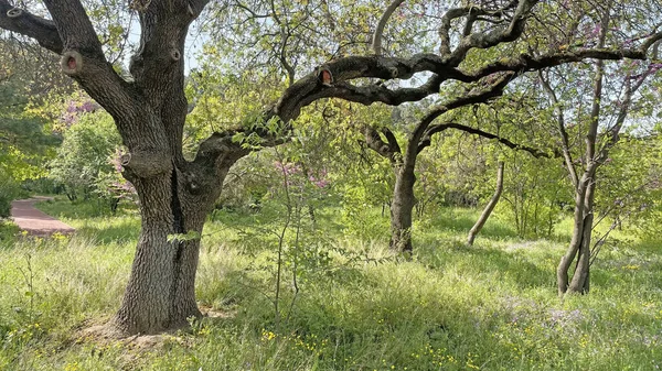 春の到来と自然の目覚め 春の大自然からの絶景 — ストック写真