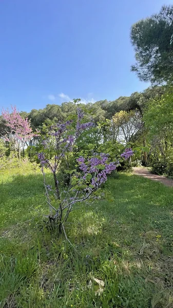 Arrival Spring Awakening Nature Spectacular Views Nature Spring Season — Foto Stock