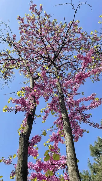 Die Ankunft Des Frühlings Und Das Erwachen Der Natur Spektakuläre — Stockfoto