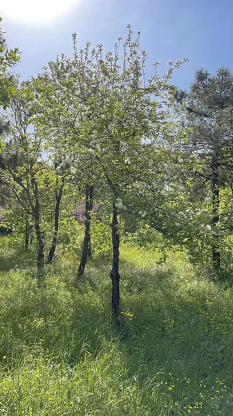 Baharın gelişi ve doğanın uyanışı. Bahar mevsiminde doğadan muhteşem manzaralar..