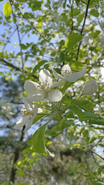 Arrival Spring Awakening Nature Spectacular Views Nature Spring Season — стоковое фото