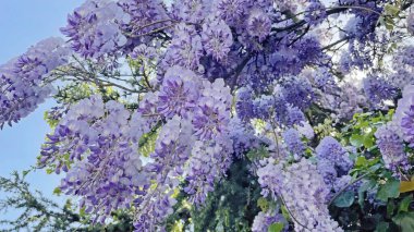 Baharın gelişi ve doğanın uyanışı. Bahar mevsiminde doğadan muhteşem manzaralar..