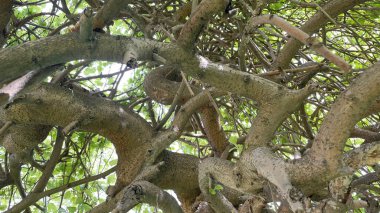 Baharın gelişi ve doğanın uyanışı. Bahar mevsiminde doğadan muhteşem manzaralar..