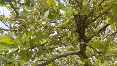 Baharın gelişi ve doğanın uyanışı. Bahar mevsiminde doğadan muhteşem manzaralar..