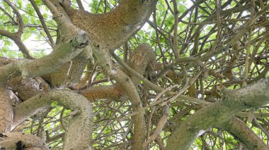 Baharın gelişi ve doğanın uyanışı. Bahar mevsiminde doğadan muhteşem manzaralar..