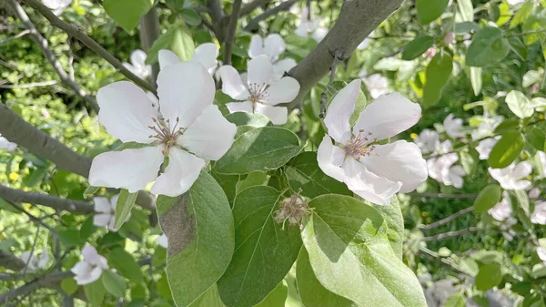 Die Ankunft Des Frühlings Und Das Erwachen Der Natur Spektakuläre — Stockfoto