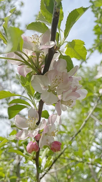 Die Ankunft Des Frühlings Und Das Erwachen Der Natur Spektakuläre — Stockfoto