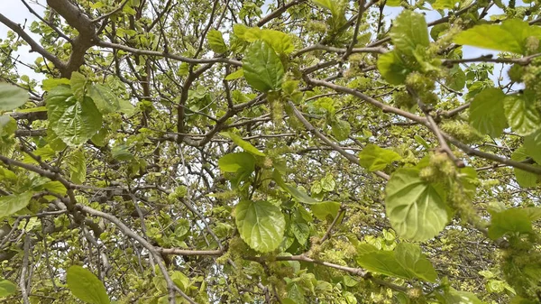 Άφιξη Της Άνοιξης Και Αφύπνιση Της Φύσης Εντυπωσιακή Θέα Από — Φωτογραφία Αρχείου