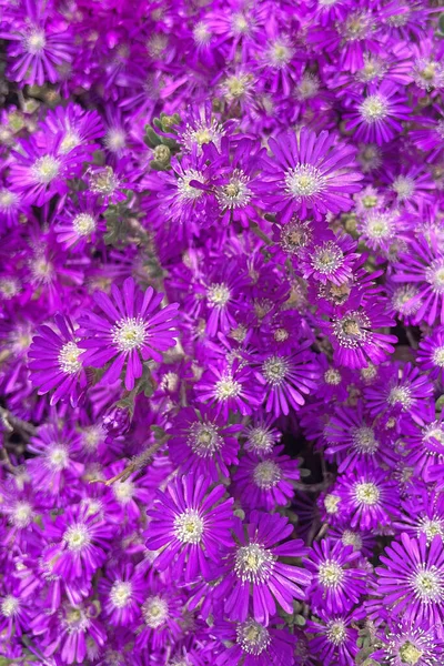 Mesembryanthemum Cordifolium Dříve Známé Jako Aptenia Cordifolia Druh Šťavnaté Rostliny — Stock fotografie