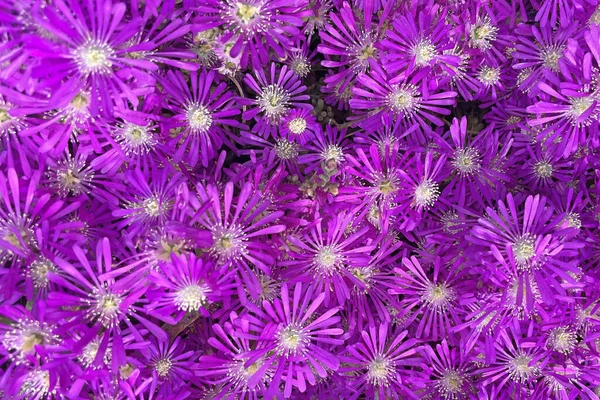 Mesembryanthemum Cordifolium Formerly Known Aptenia Cordifolia Species Succulent Plant Iceplant — Stockfoto