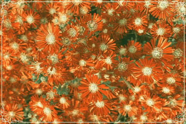 Mesembryanthemum Cordifolium Precedentemente Noto Come Aptenia Cordifolia Una Specie Pianta — Foto Stock