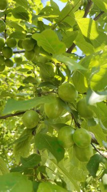 Baharın gelişi ve doğanın uyanışı. Bahar mevsiminde doğadan muhteşem manzaralar.