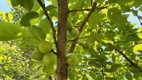 Baharın gelişi ve doğanın uyanışı. Bahar mevsiminde doğadan muhteşem manzaralar.