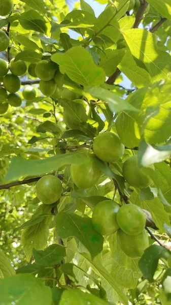 Baharın gelişi ve doğanın uyanışı. Bahar mevsiminde doğadan muhteşem manzaralar.