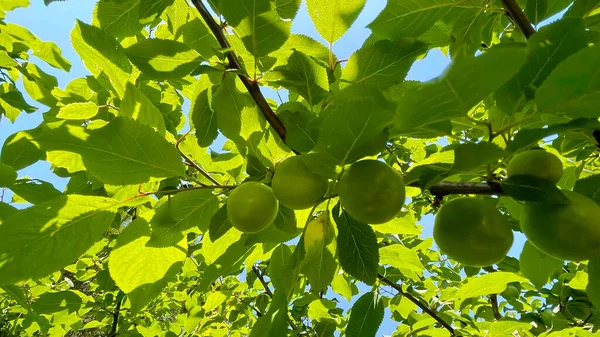 Baharın gelişi ve doğanın uyanışı. Bahar mevsiminde doğadan muhteşem manzaralar.