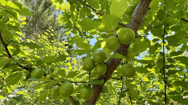 Baharın gelişi ve doğanın uyanışı. Bahar mevsiminde doğadan muhteşem manzaralar.