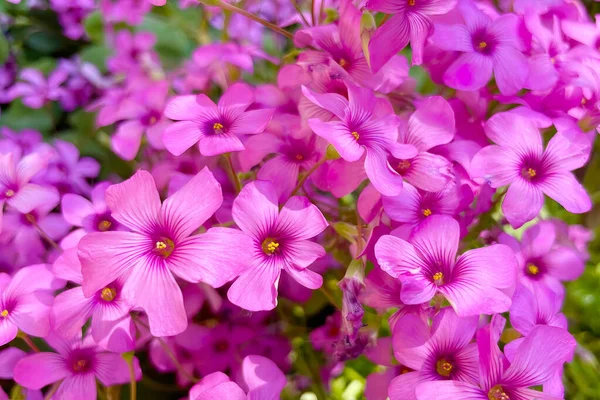 Llegada Primavera Despertar Naturaleza Vistas Espectaculares Desde Naturaleza Temporada Primavera — Foto de Stock