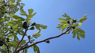 Baharın gelişi ve doğanın uyanışı. Bahar mevsiminde doğadan muhteşem manzaralar.