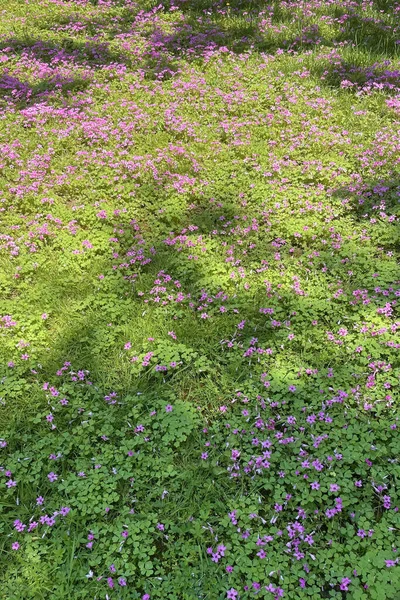 春の到来と自然の目覚め 春の大自然からの絶景 — ストック写真