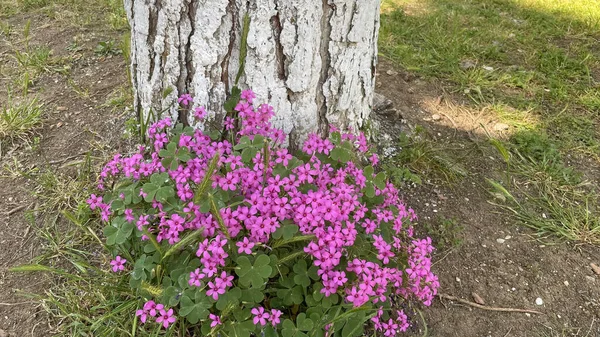 Arrival Spring Awakening Nature Spectacular Views Nature Spring Season — Zdjęcie stockowe