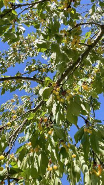 Organik tarım. Doğada yeşil yapraklı ve olgun meyveli kiraz ağacı.