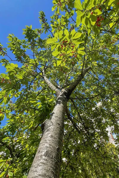 Органическое Сельское Хозяйство Вишня Природе Зелеными Листьями Спелыми Фруктами — стоковое фото