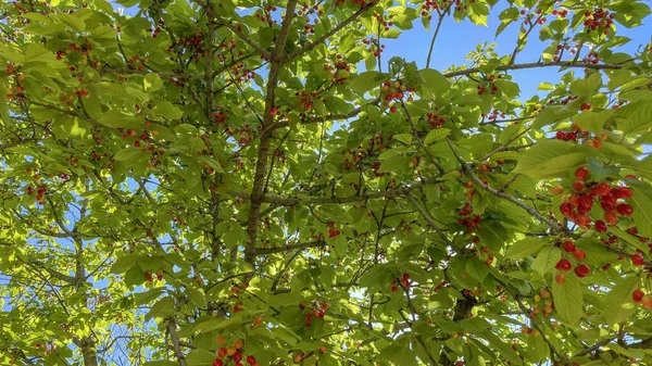 Biologische Landbouw Kersenboom Natuur Met Groene Bladeren Rijp Fruit — Stockfoto