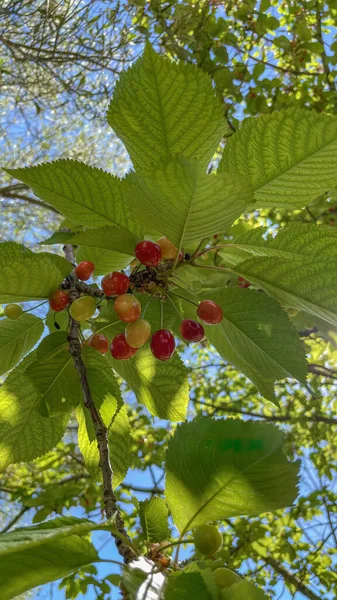 有機農業 緑の葉と熟した果実を持つ自然の中で桜 — ストック写真