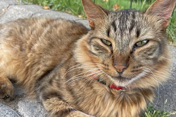 불고양이 고양이의 — 스톡 사진