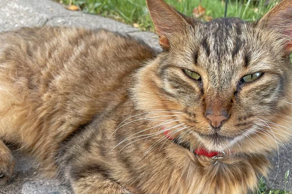 Katzen Von Istanbul Nahaufnahme Porträt Der Katze — Stockfoto