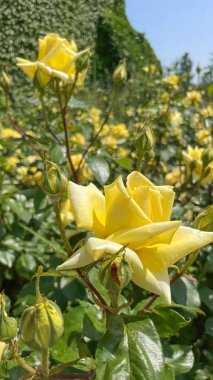 Gül bahçesi ve yazın renkli güller.