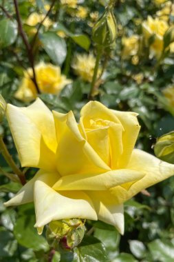 Gül bahçesi ve yazın renkli güller.