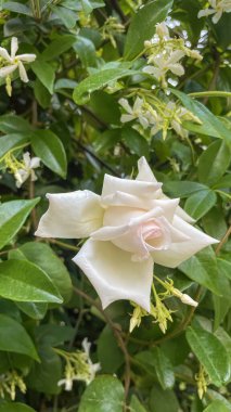 Gül bahçesi ve yazın renkli güller.