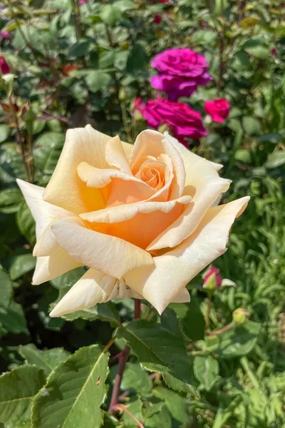Gül Bahçesi Yazın Renkli Güller — Stok fotoğraf
