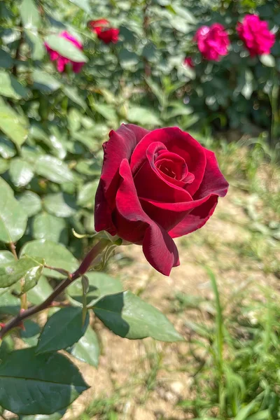 Jardín Rosas Rosas Colores Verano — Foto de Stock