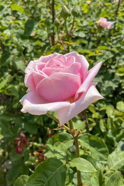 Розарий Цветники Летом — стоковое фото