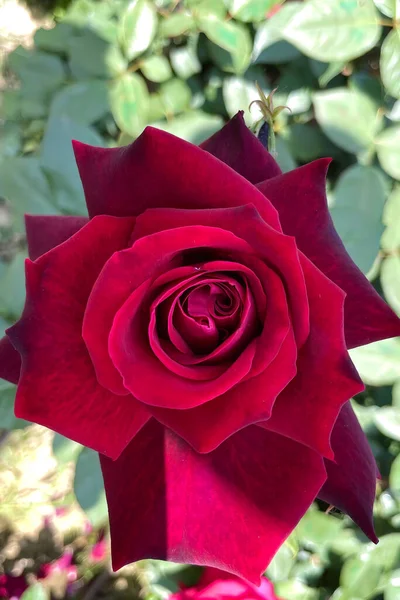 Rosa Jardim Rosas Coloridas Verão — Fotografia de Stock