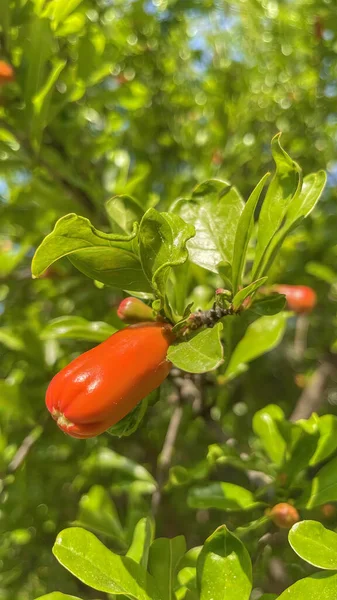 Agricoltura Biologica Melograno Natura Con Foglie Verdi — Foto Stock