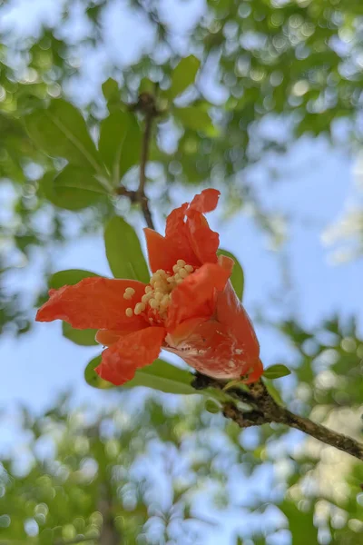 Biologische Landbouw Granaatappelboom Natuur Met Groene Bladeren — Stockfoto