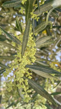 Organik tarım. Doğada kırmızı yapraklı ve çiğ meyveli zeytin ağacı.