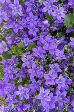 Yaz çiçekleri. Yazın gelişi. Renkli çiçekler ve bitkiler doğada..