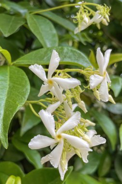 Yaz çiçekleri. Yazın gelişi. Renkli çiçekler ve bitkiler doğada..