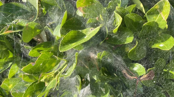 Toiles Araignée Sur Les Feuilles Vertes Dans Nature — Photo