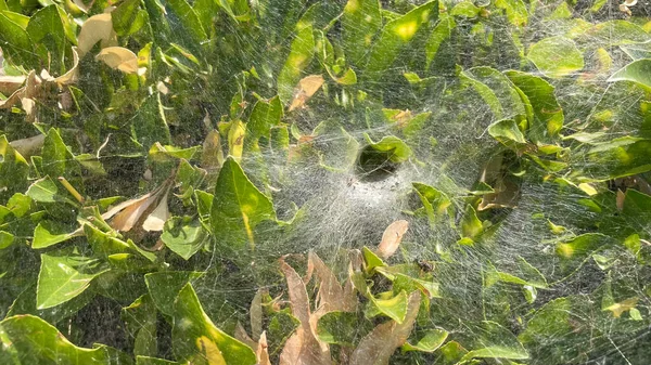 自然界中绿色叶子上的蜘蛛网 — 图库照片