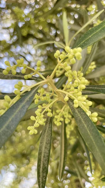 Biologischer Landbau Olivenbaum Der Natur Mit Roten Blättern Und Rohen — Stockfoto